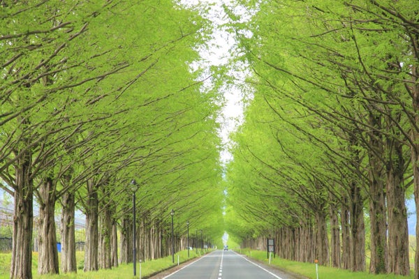 日帰りなのに昼・夕2食付き!若狭グルメフェア!いか・えび合戦&あの名物グルメ食べ歩き!!【富田林・藤井寺発】3